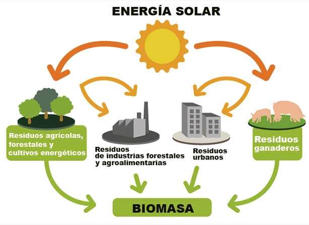 Biomasa