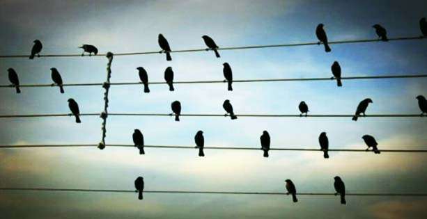 pajaros_cables2