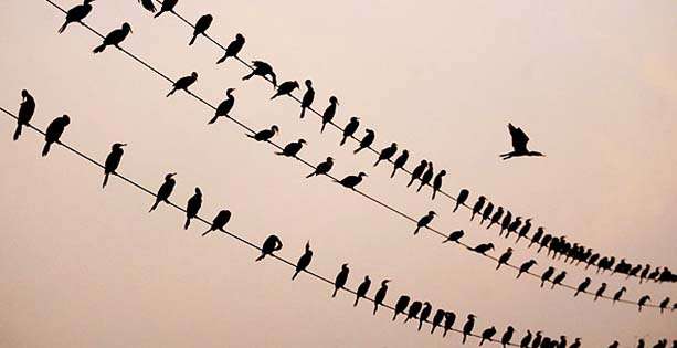 pajaros_cables